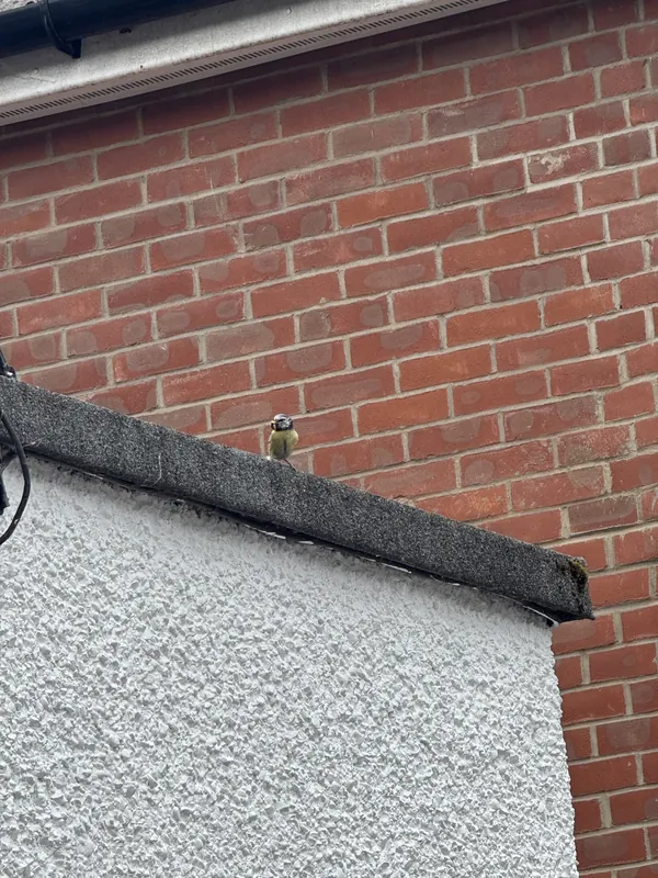 One of our blue tit visitors